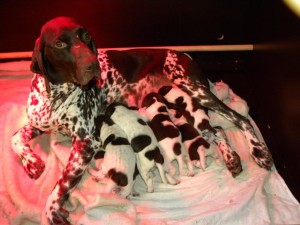 Chanel en haar pups.JPG